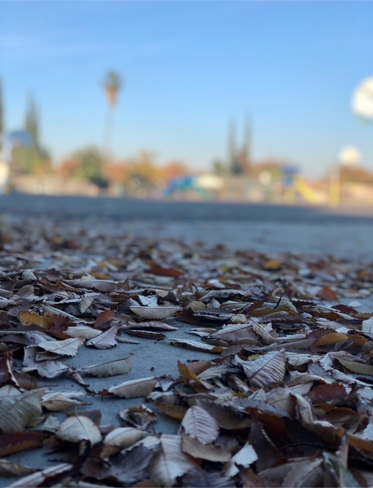 leaves on the blacktop