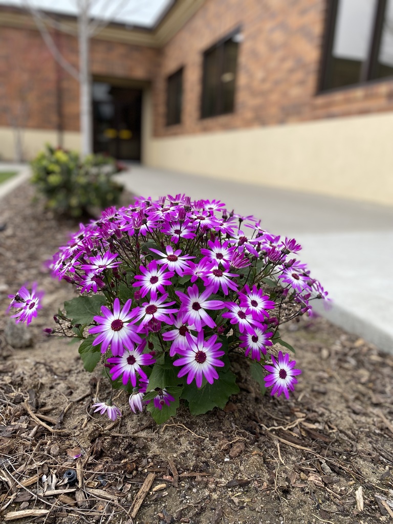 Purple flowers with brick building in background